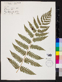 Dryopteris celsa image