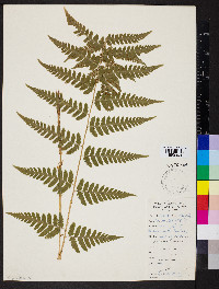 Dryopteris clintoniana image