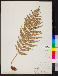 Dryopteris filix-mas image