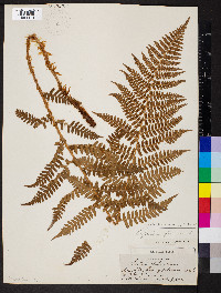 Dryopteris filix-mas image