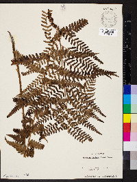 Dryopteris ludoviciana image