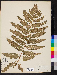 Dryopteris goldieana image