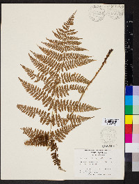 Dryopteris intermedia subsp. intermedia image