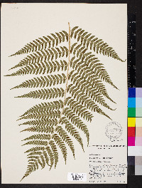 Dryopteris x leedsii image