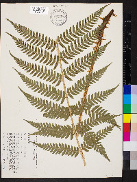 Dryopteris x leedsii image