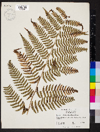 Dryopteris ludoviciana image