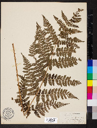 Dryopteris dilatata image