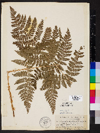 Dryopteris campyloptera image