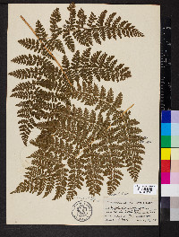 Dryopteris campyloptera image