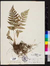 Dryopteris maxonii image
