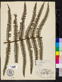 Amauropelta rudis image