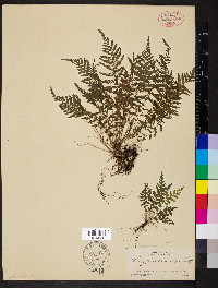 Amauropelta sancta image