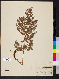 Dryopteris dilatata image