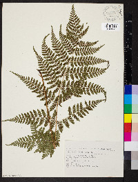 Dryopteris dilatata image