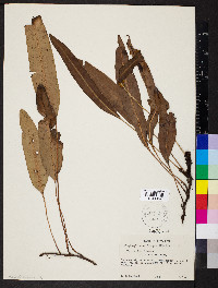 Elaphoglossum lingua image