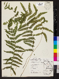 Thelypteris palustris var. pubescens image