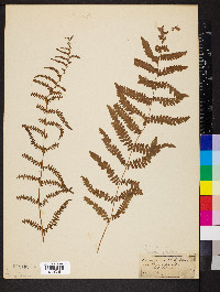 Thelypteris palustris var. pubescens image