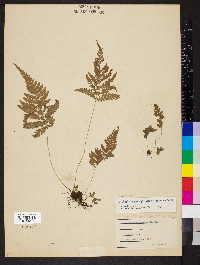 Phegopteris connectilis image