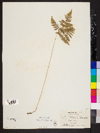 Gymnocarpium dryopteris image