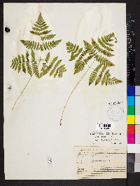 Gymnocarpium dryopteris image