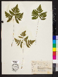 Gymnocarpium dryopteris image