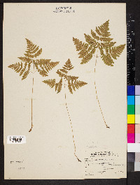 Gymnocarpium dryopteris image