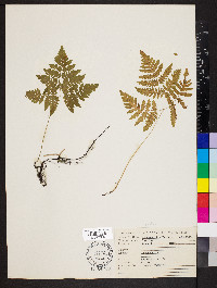 Gymnocarpium dryopteris image