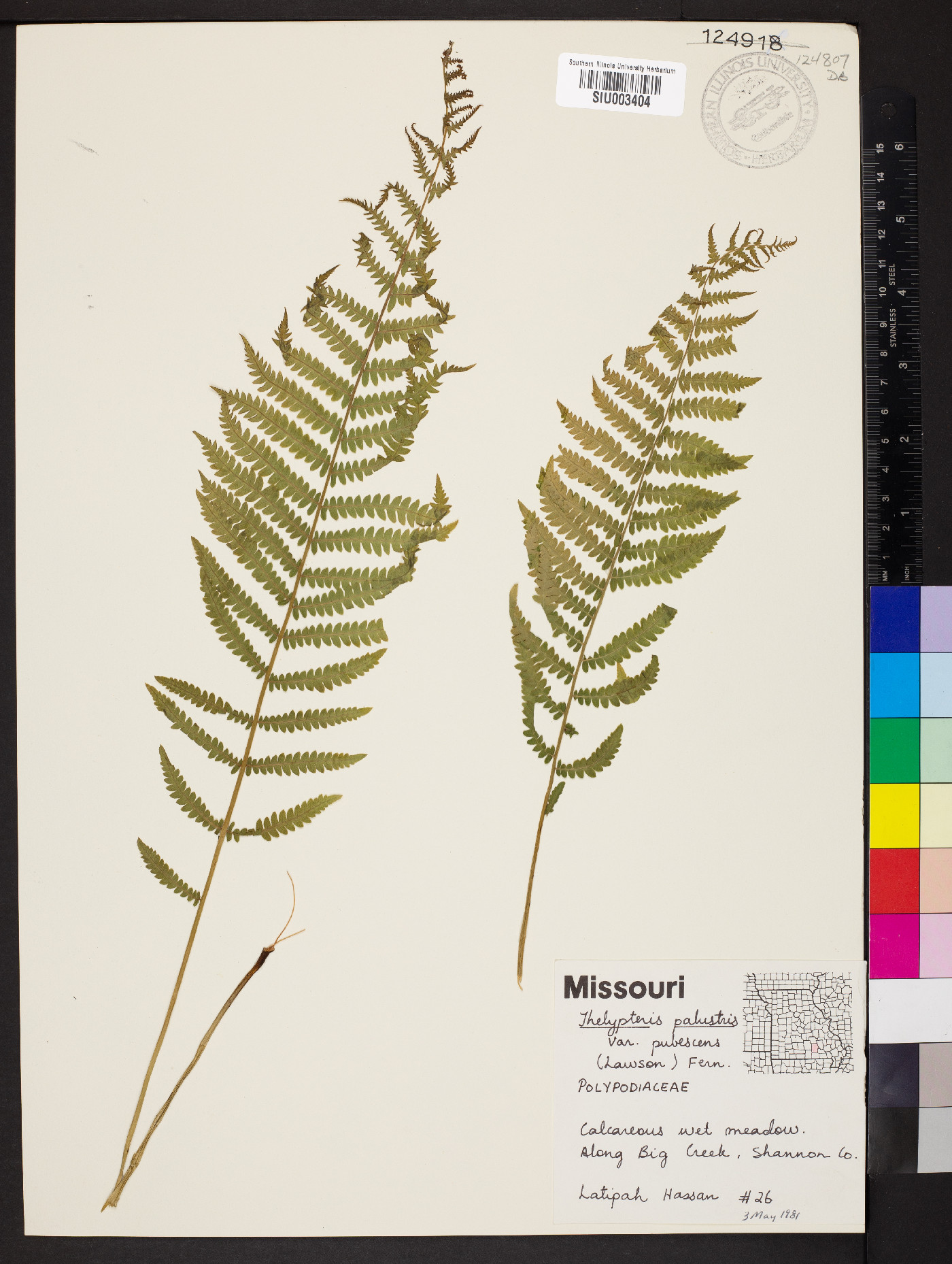 Thelypteris palustris subsp. pubescens image