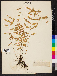 Coryphopteris simulata image
