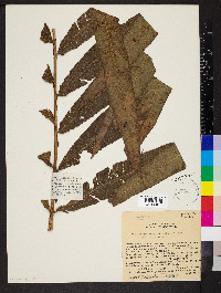 Meniscium longifolium image