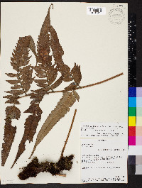 Polybotrya altescandens image