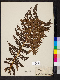 Polystichum braunii image
