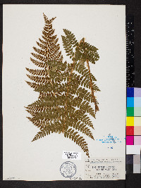Polystichum braunii image