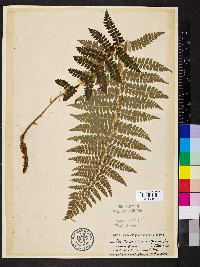 Polystichum braunii image