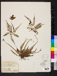 Polystichum rhizophyllum image