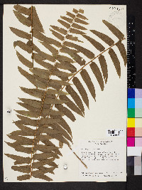 Nephrolepis biserrata image