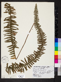 Nephrolepis exaltata image