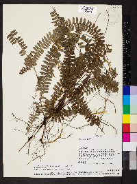 Nephrolepis pectinata image