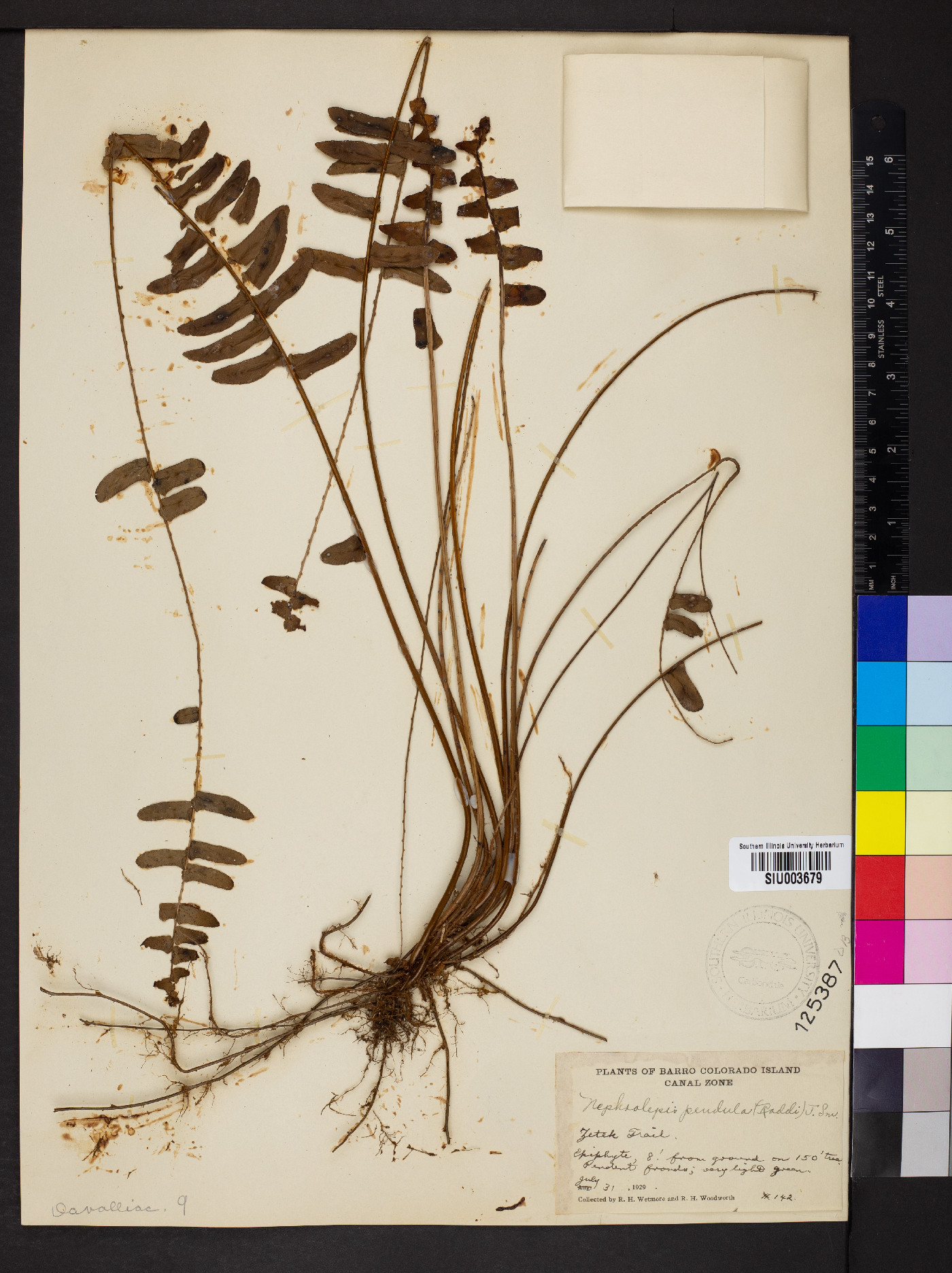 Nephrolepis obtusiloba image