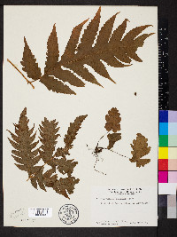 Tectaria tahitensis image