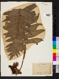 Drynaria roosii image