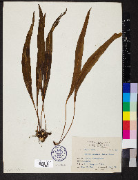 Lepisorus megasorus image