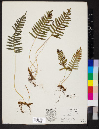 Polypodium appalachianum image