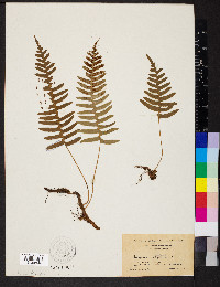 Polypodium appalachianum image