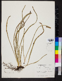 Campyloneurum angustifolium image