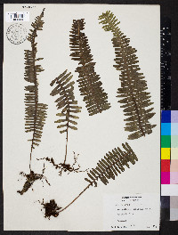 Media resource of Serpocaulon wagneri