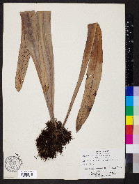 Media resource of Niphidium oblanceolatum