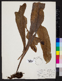 Niphidium crassifolium image