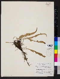 Pleopeltis lanceolata image