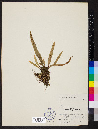 Pleopeltis lanceolata image